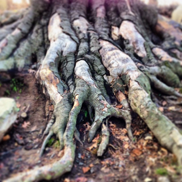 Deep Roots Confirmation