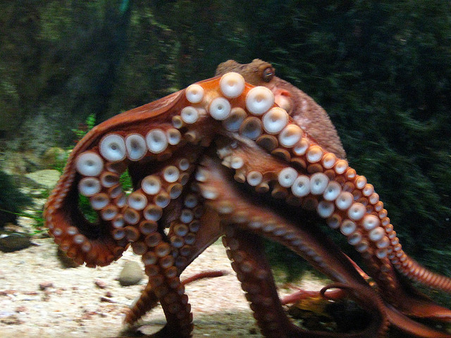 cornelius-by-greenstonegirlpix